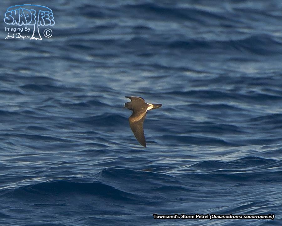 Townsend's Storm Petrel - Oceanodroma socorroensis