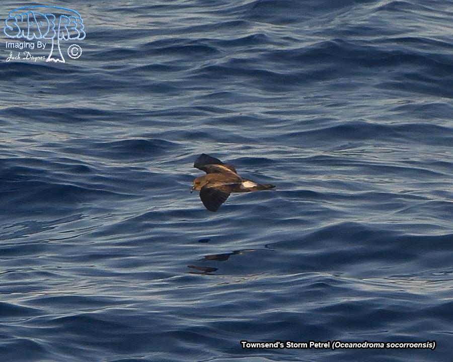 Townsend's Storm Petrel - Oceanodroma socorroensis