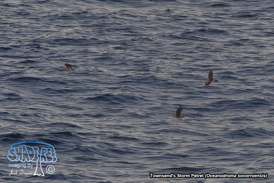 Townsend's Storm Petrel - Oceanodroma socorroensis