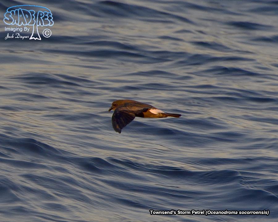 Townsend's Storm Petrel - Oceanodroma socorroensis