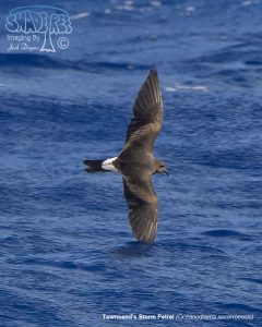 2017-02-13 Seafaring South