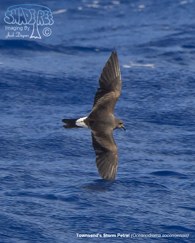 Townsend's Storm Petrel - Oceanodroma socorroensis