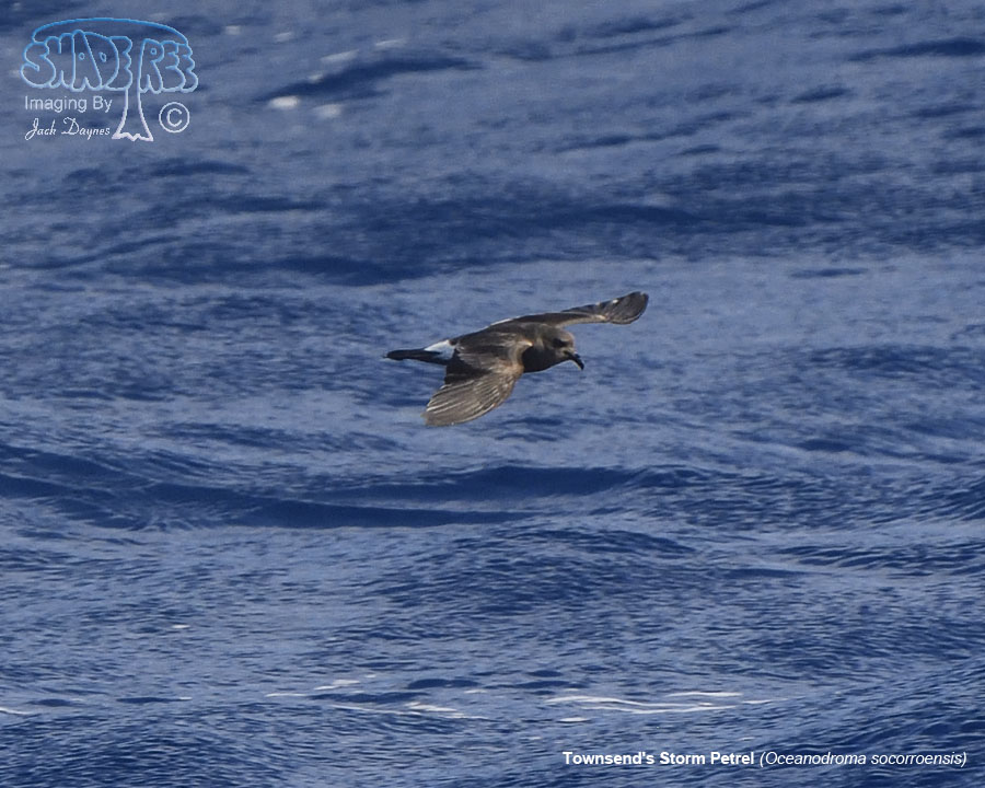 Townsend's Storm Petrel - Oceanodroma socorroensis