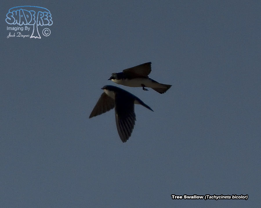Tree Swallow - Tachycineta bicolor