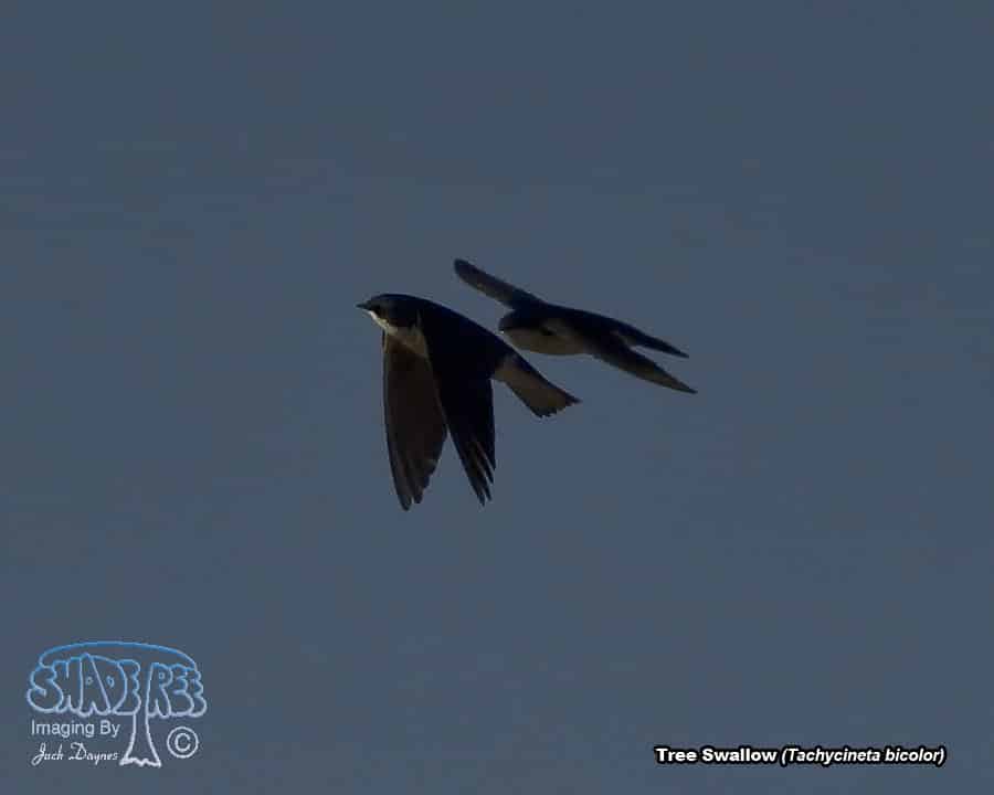 Tree Swallow - Tachycineta bicolor