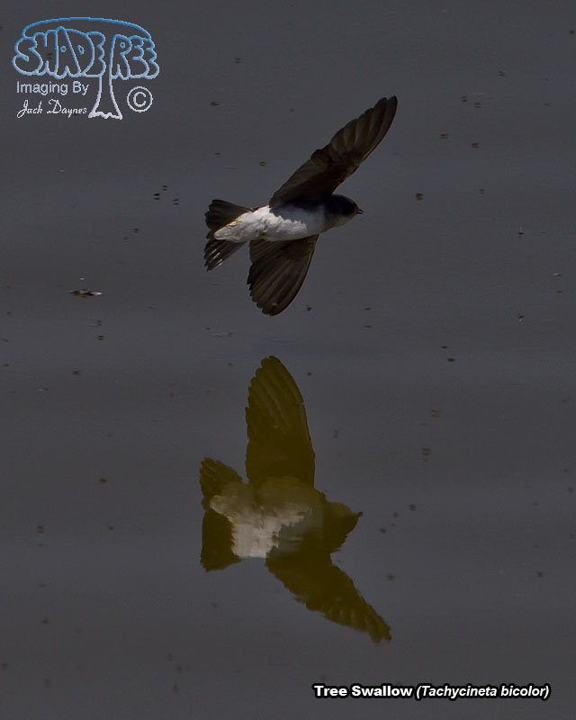 Tree Swallow - Tachycineta bicolor