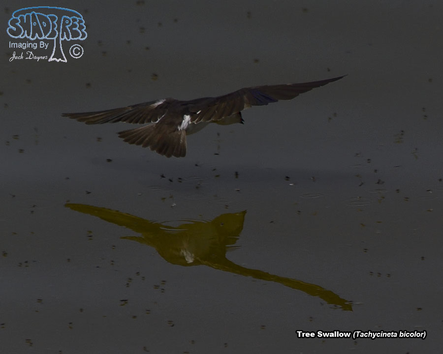 Tree Swallow - Tachycineta bicolor