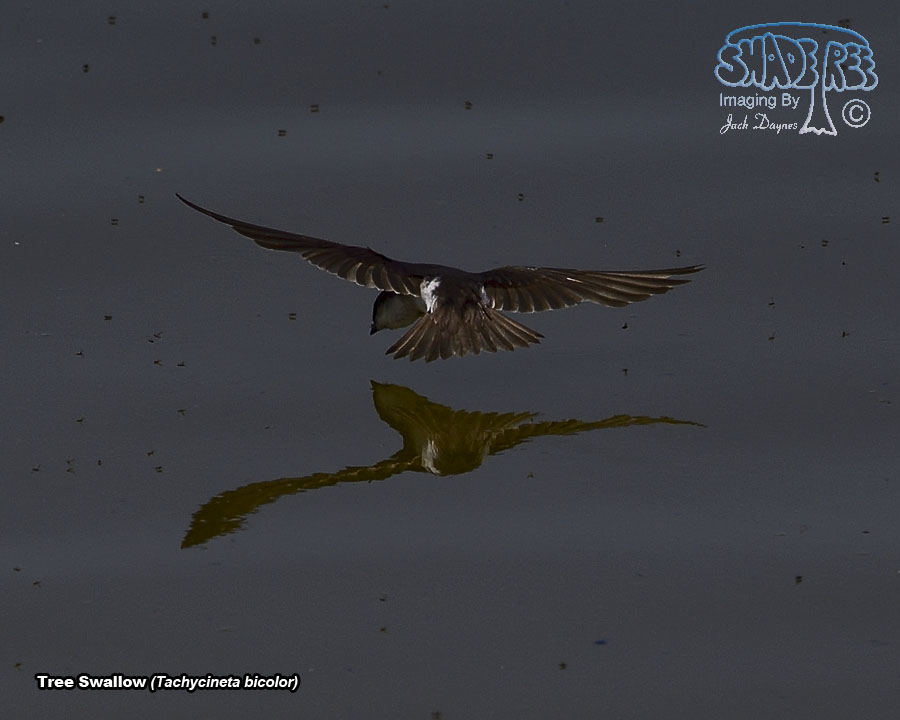 Tree Swallow - Tachycineta bicolor