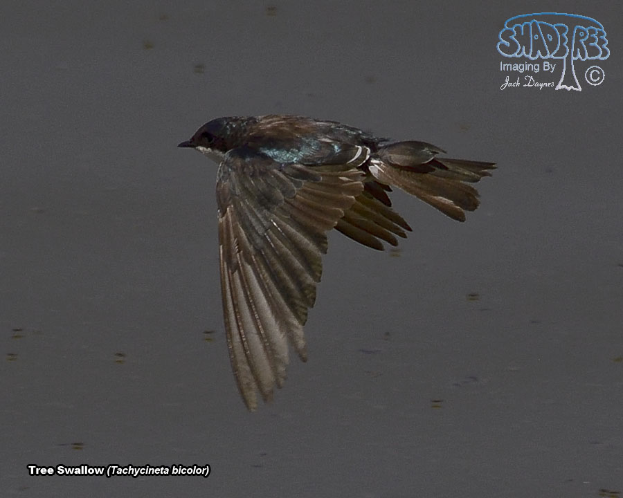 Tree Swallow - Tachycineta bicolor