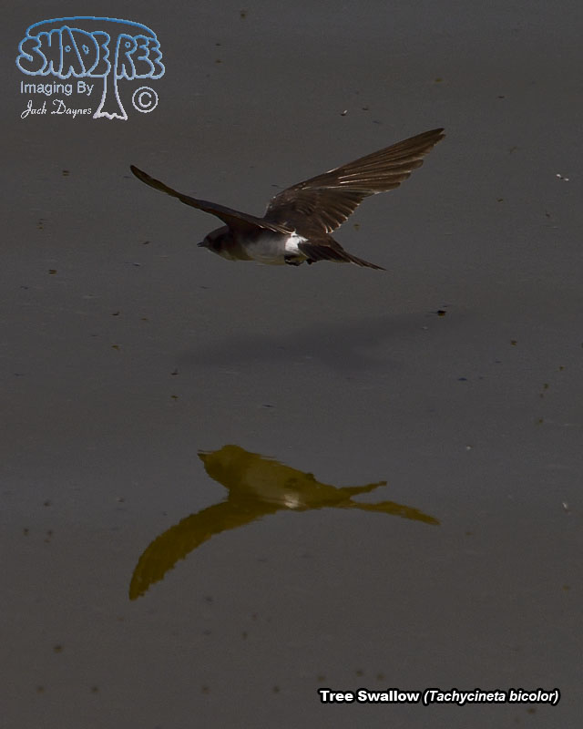 Tree Swallow - Tachycineta bicolor