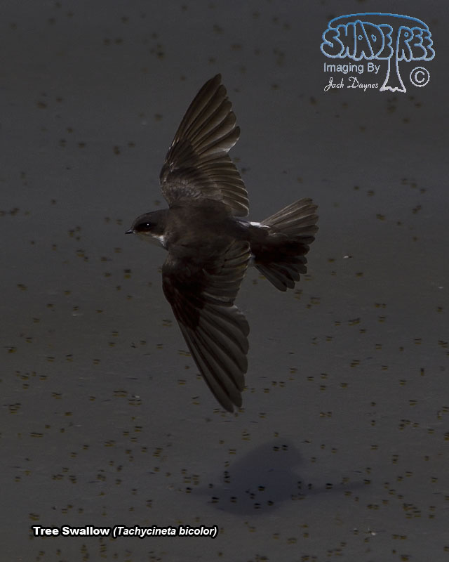 Tree Swallow - Tachycineta bicolor