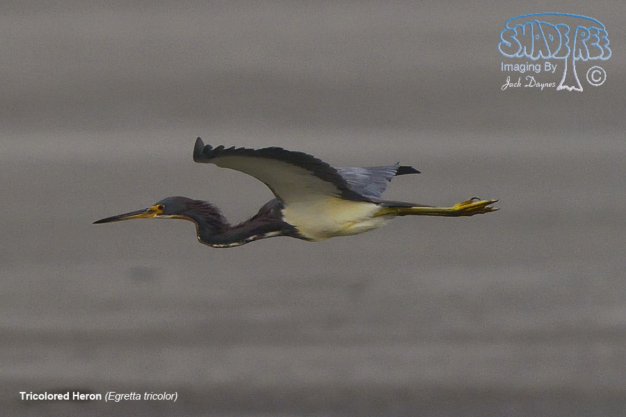Tricolored Heron - Egretta tricolor