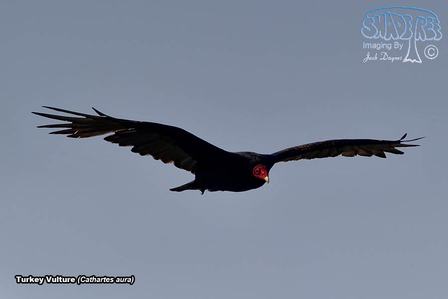 Turkey Vulture - Cathartes aura