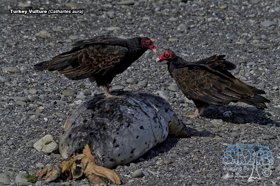 Turkey Vulture - Cathartes aura