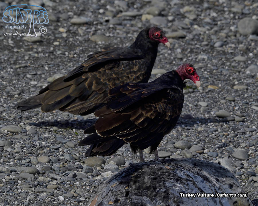 Turkey Vulture - Cathartes aura