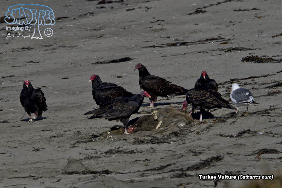Turkey Vulture - Cathartes aura