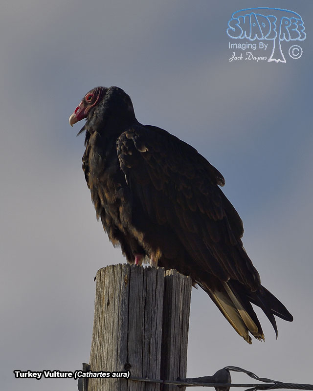 Turkey Vulture - Cathartes aura