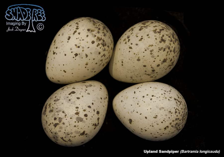 Upland Sandpiper - Bartramia longicauda