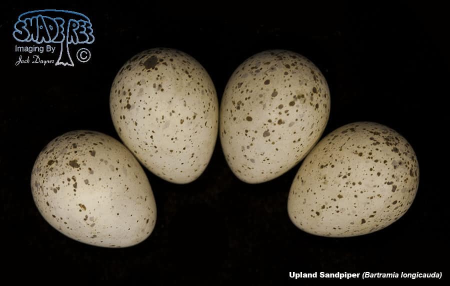 Upland Sandpiper - Bartramia longicauda
