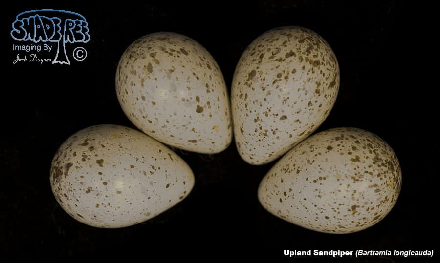 Upland Sandpiper - Bartramia longicauda