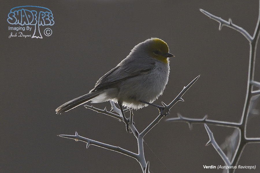 Verdin - Auriparus flaviceps