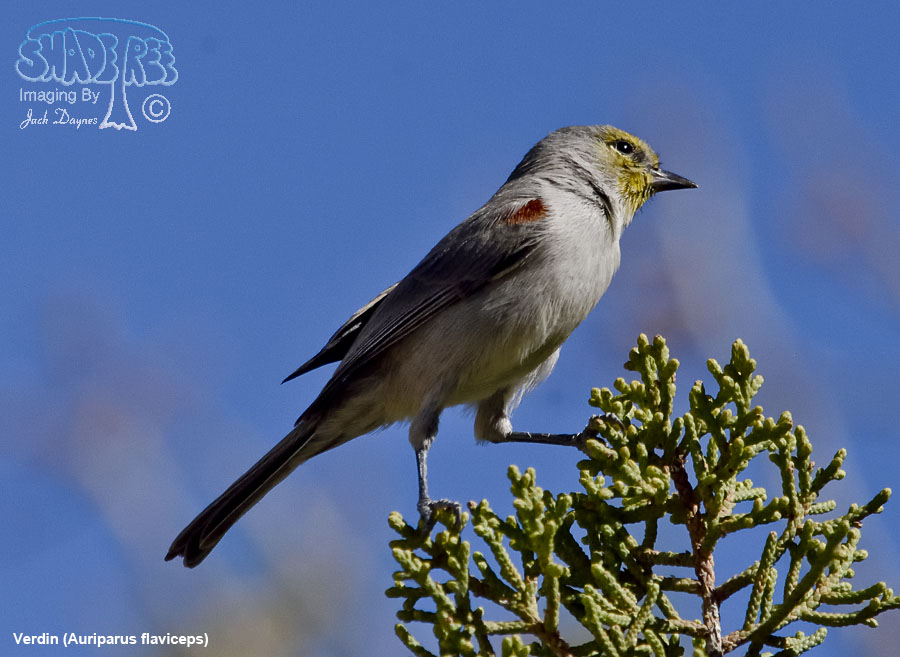 Verdin - Auriparus flaviceps