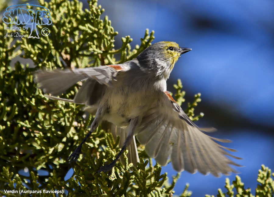 Verdin - Auriparus flaviceps