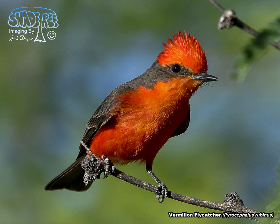 Vermilion Flycatcher - Pyrocephalus rubinus