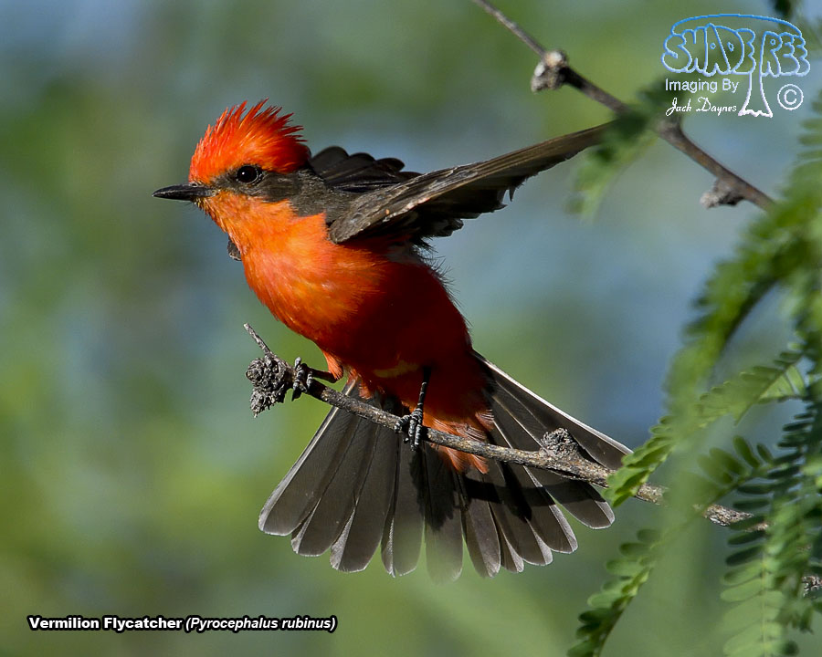 Vermilion Flycatcher - Pyrocephalus rubinus