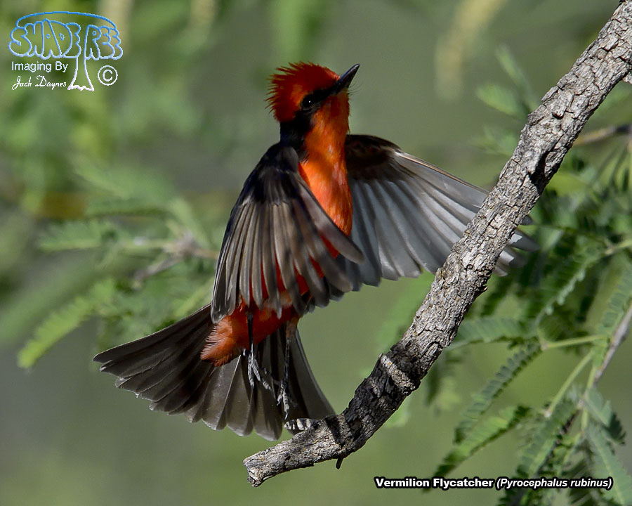 Vermilion Flycatcher - Pyrocephalus rubinus