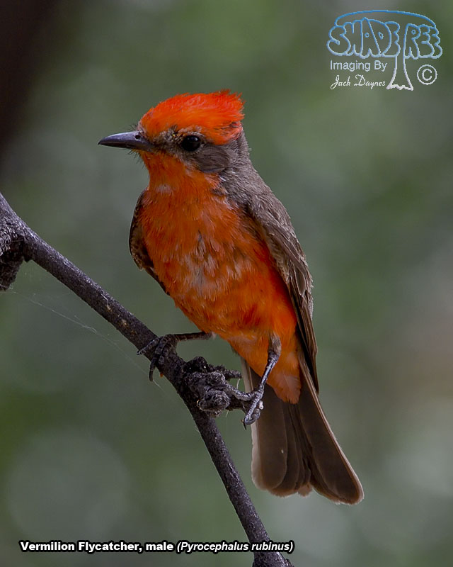 Vermilion Flycatcher - Pyrocephalus rubinus