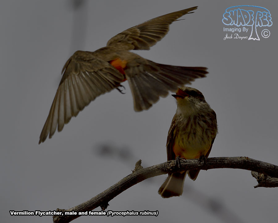 Vermilion Flycatcher - Pyrocephalus rubinus