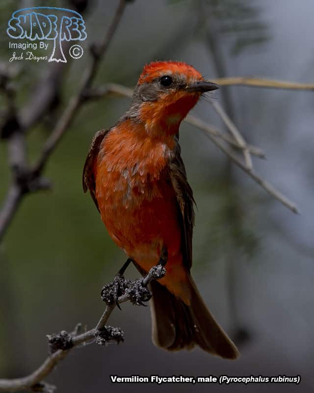 Vermilion Flycatcher - Pyrocephalus rubinus