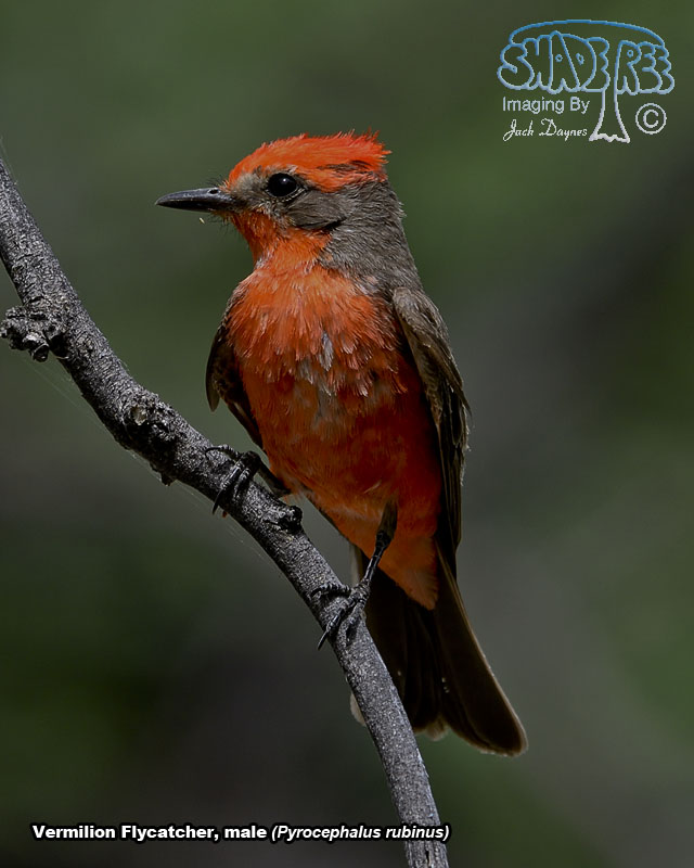 Vermilion Flycatcher - Pyrocephalus rubinus