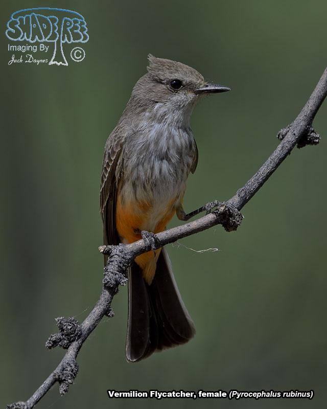 Vermilion Flycatcher - Pyrocephalus rubinus
