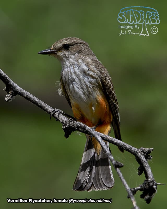 Vermilion Flycatcher - Pyrocephalus rubinus