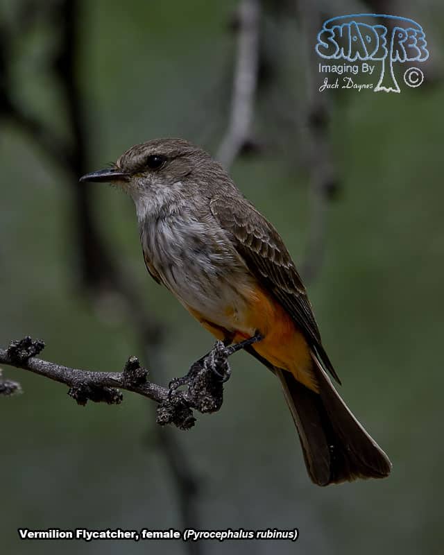 Vermilion Flycatcher - Pyrocephalus rubinus