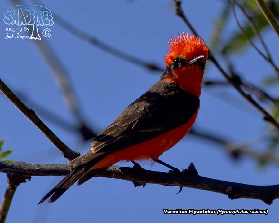 Vermilion Flycatcher - Pyrocephalus rubinus