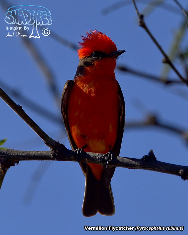 Vermilion Flycatcher - Pyrocephalus rubinus