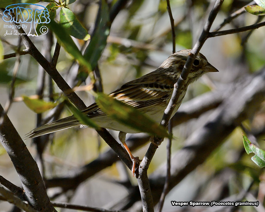 Vesper Sparrow - Pooecetes gramineus