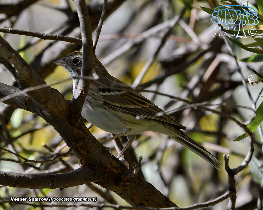 Vesper Sparrow - Pooecetes gramineus