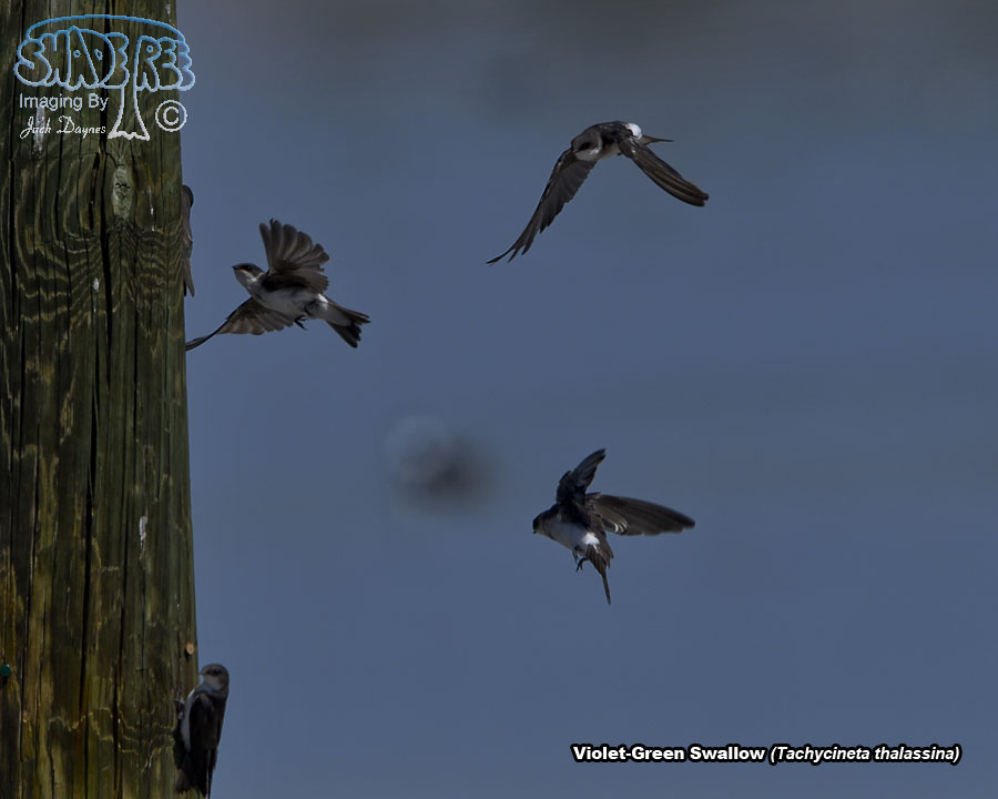 Violet-Green Swallow - Tachycineta thalassina