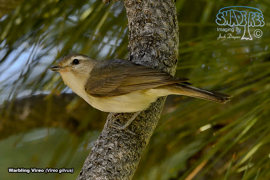 Warbling Vireo - Vireo gilvus