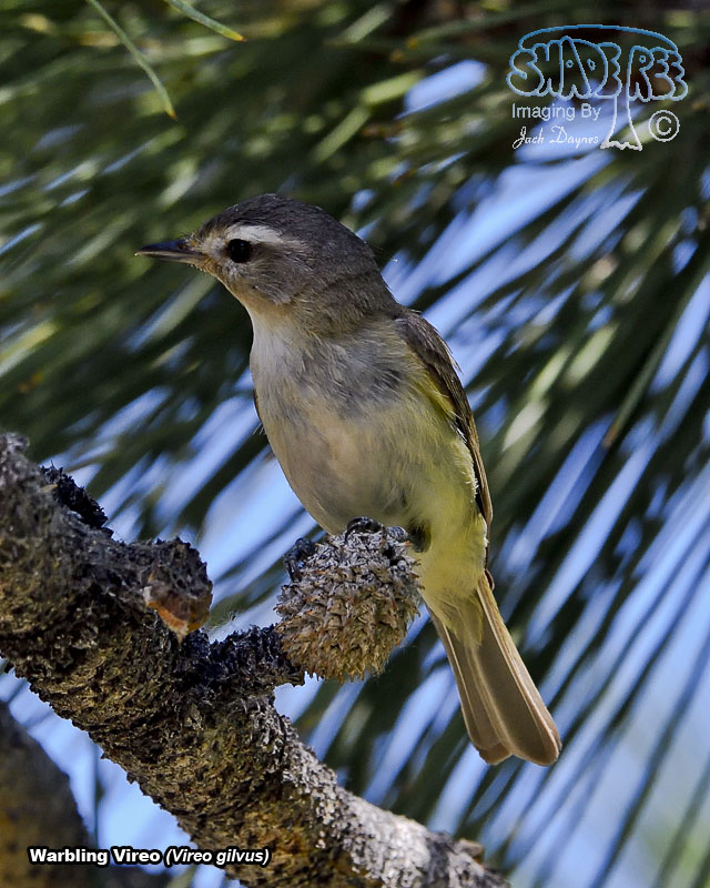 Warbling Vireo - Vireo gilvus