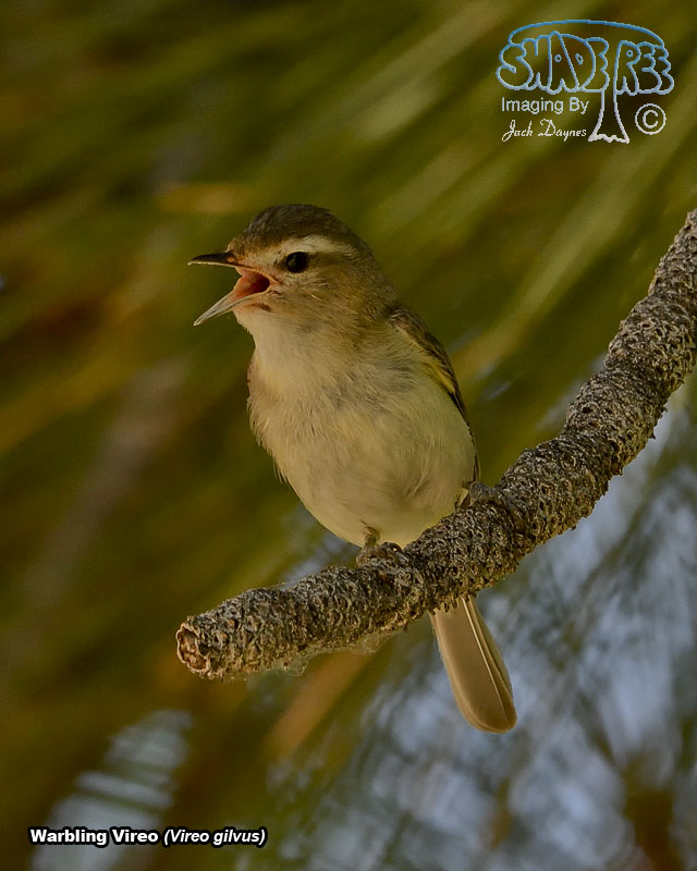 Warbling Vireo - Vireo gilvus