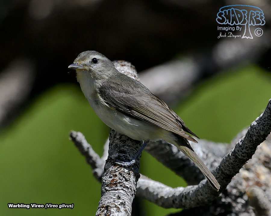 Warbling Vireo - Vireo gilvus