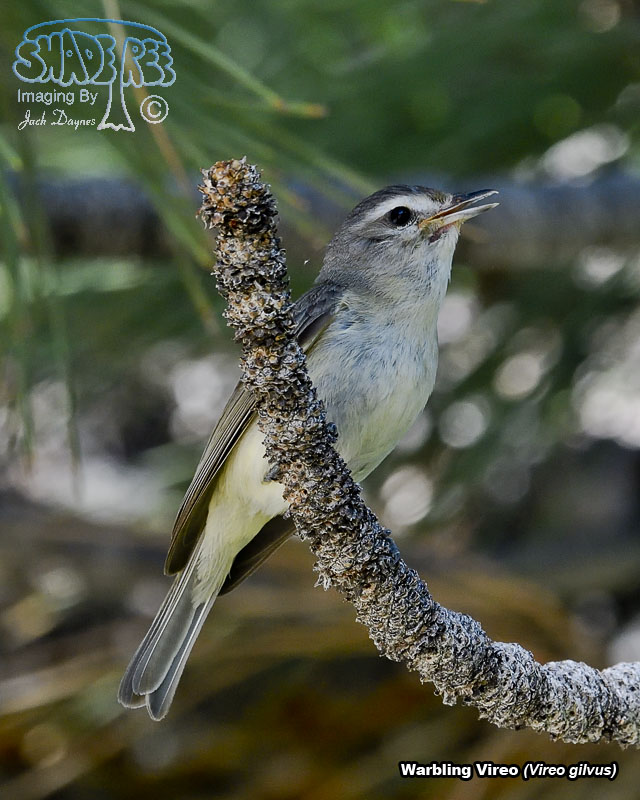 Warbling Vireo - Vireo gilvus