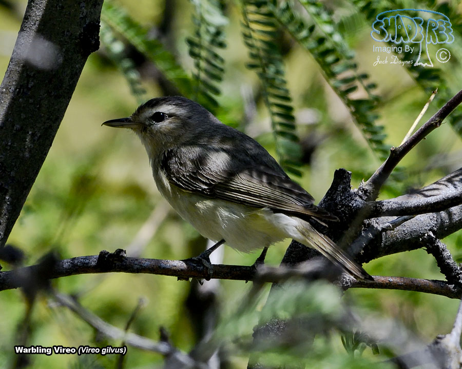 Warbling Vireo - Vireo gilvus