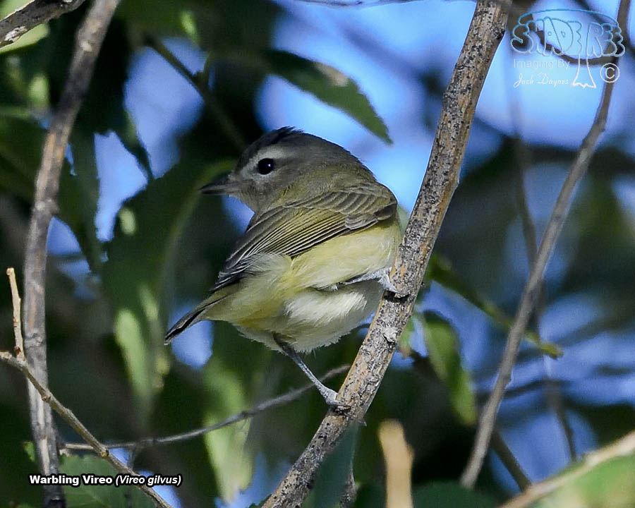 Warbling Vireo - Vireo gilvus