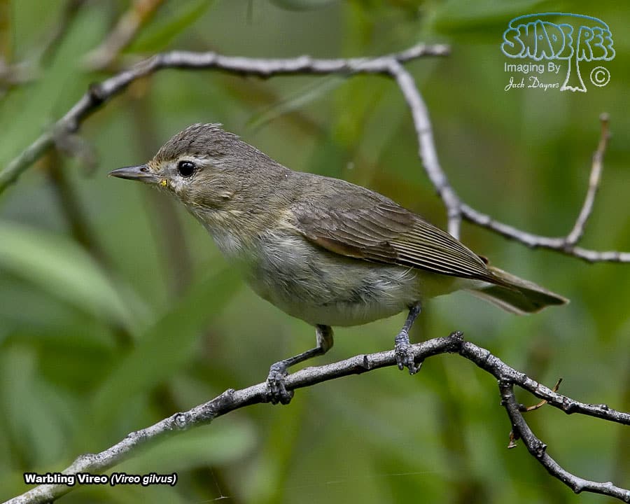 Warbling Vireo - Vireo gilvus
